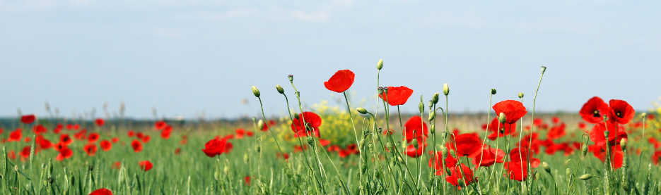 Red poppies blooming in a green field