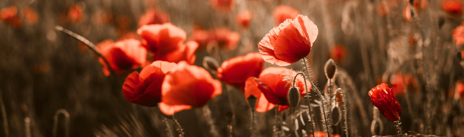 Beautiful red poppies blooming in a sunny field