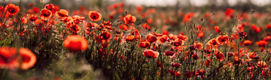Field of bright red poppies in sunlight