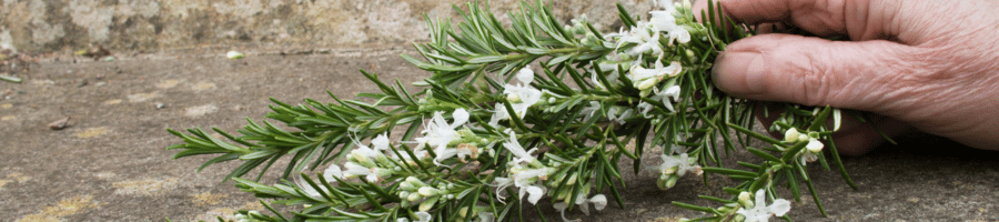 Hand picking fresh rosemary with white flowers